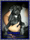 Scrappy