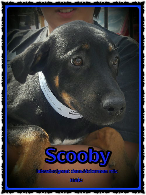 Scooby