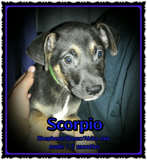 Scorpio