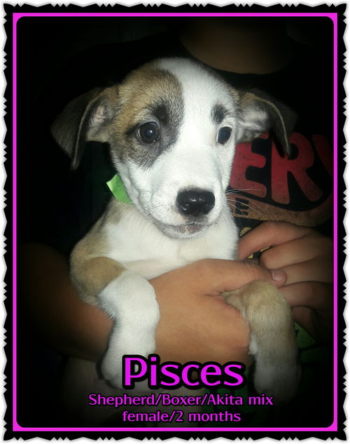 Pisces