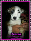 Pisces
