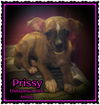 Prissy