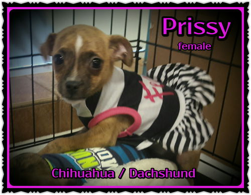 Prissy