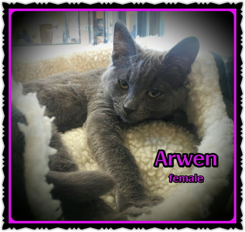 Arwen