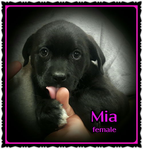 Mia