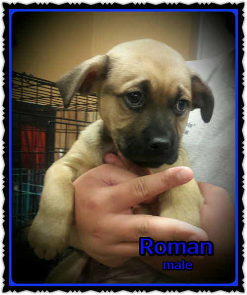 Roman