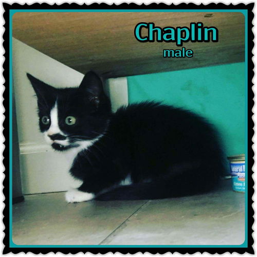 Chaplin