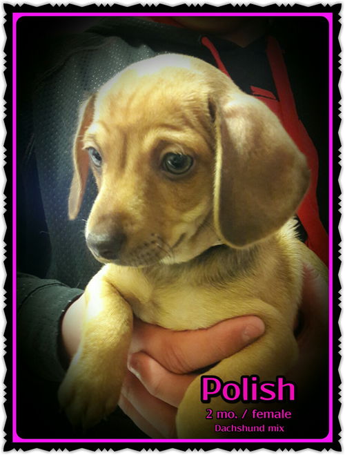 Polish