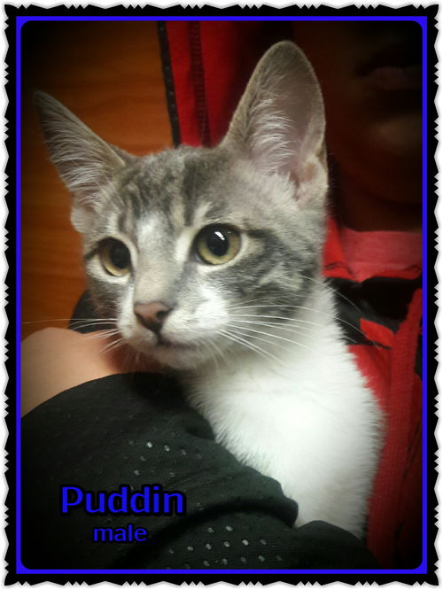 Puddin