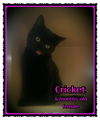 Cricket