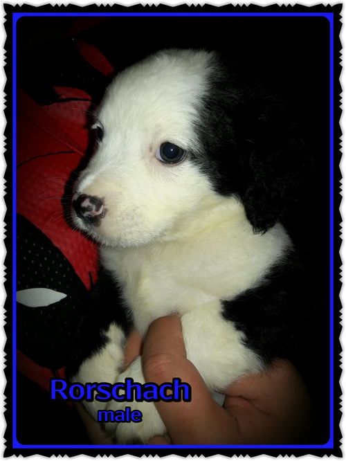 Rorschach