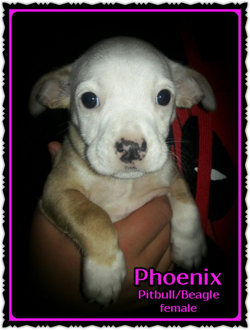 Phoenix