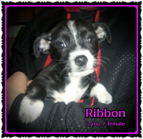 Ribbon