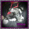 Ribbon