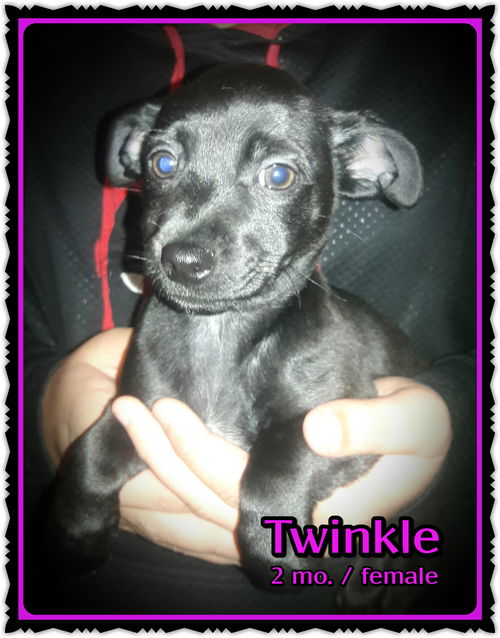 Twinkle