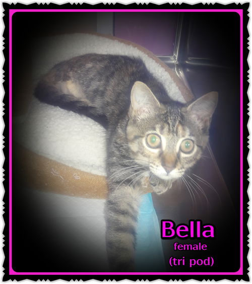 Bella