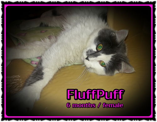 FluffPuff