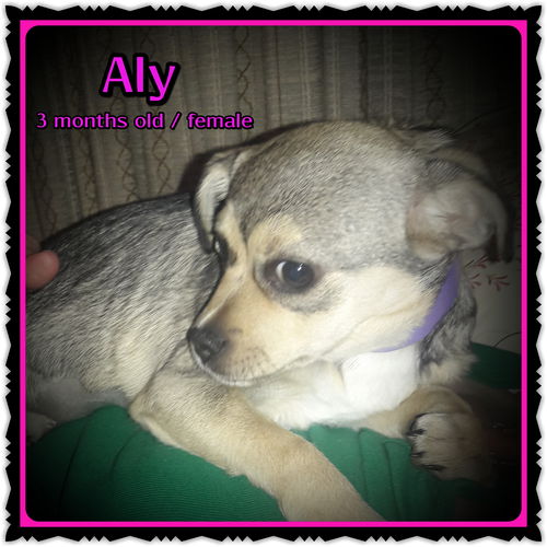 Aly