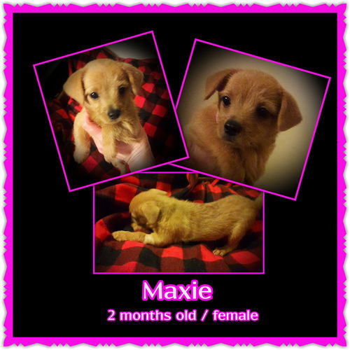 Maxie