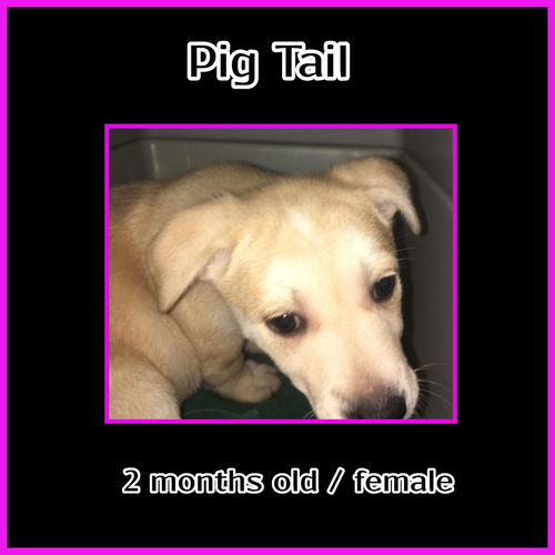 Pig Tail