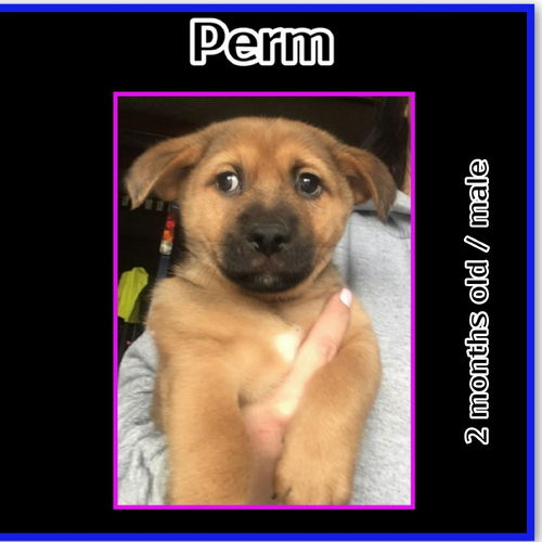 Perm