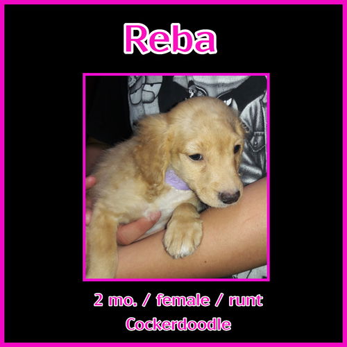Reba