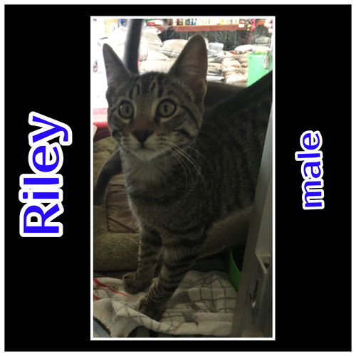 Riley