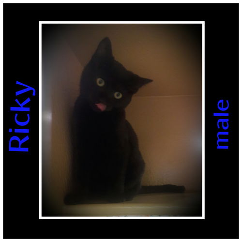 Ricky