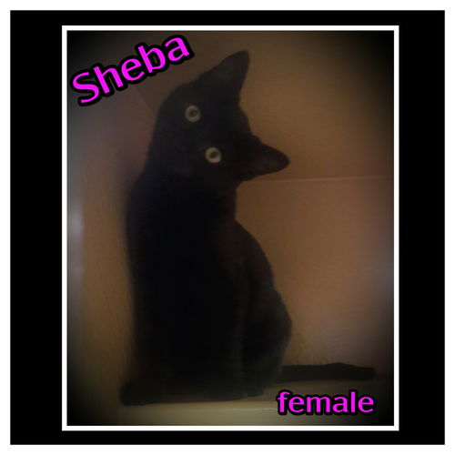 Sheba