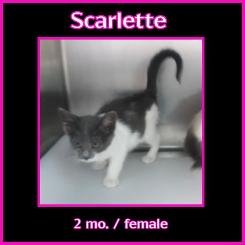 Scarlette