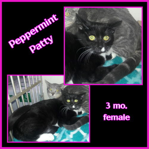 Peppermint Patty