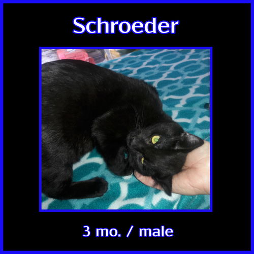 Schroeder