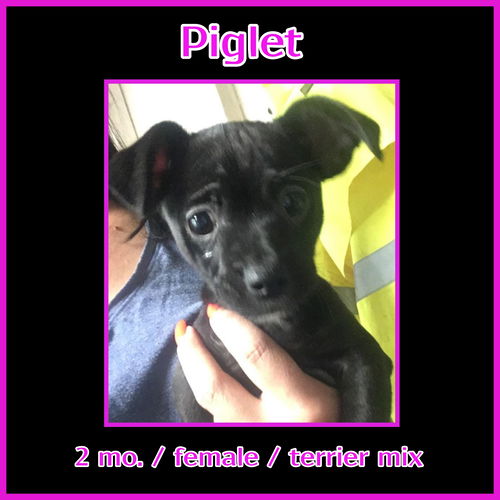 Piglet