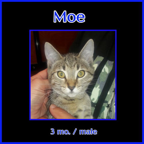 Moe