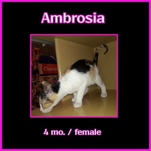 Ambrosia