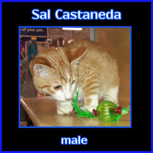 Sal Castaneda