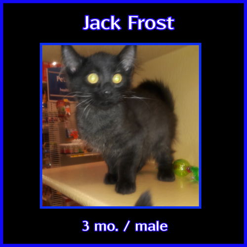 Jack Frost