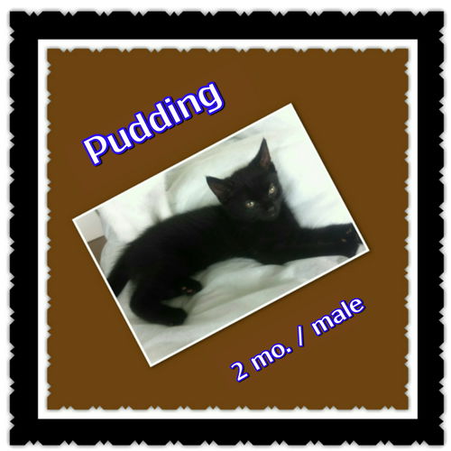 Pudding