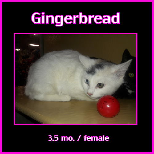 Gingerbread