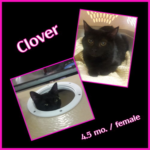 Clover