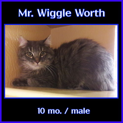 Mr. Wighle Worth