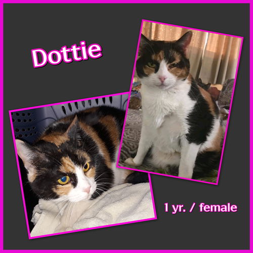 Dottie