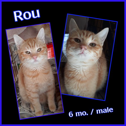 Rou