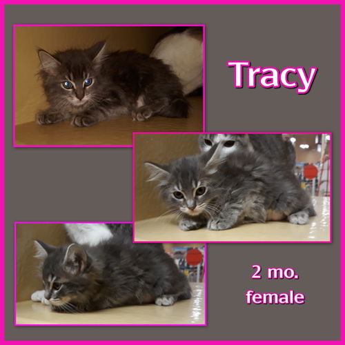 Tracy