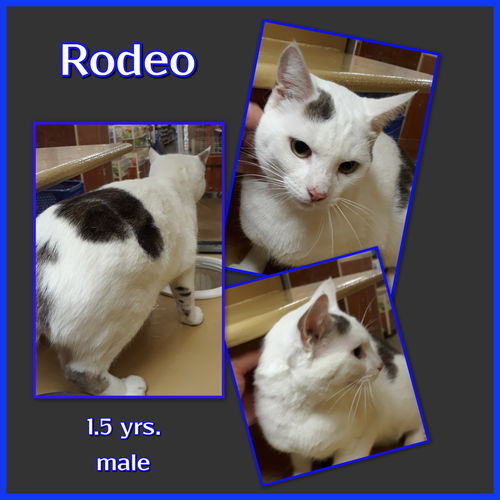 Rodeo