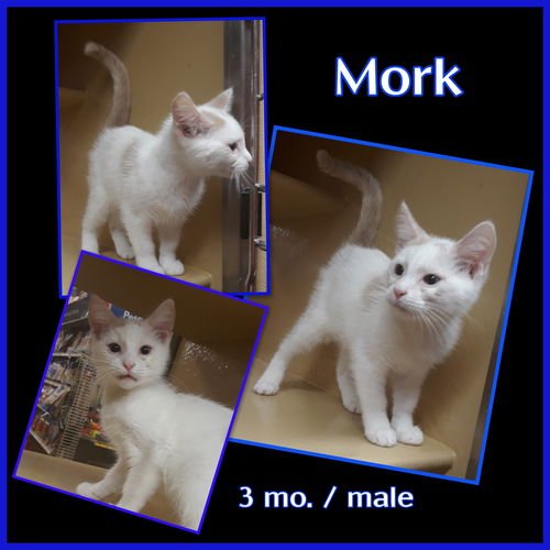 Mork