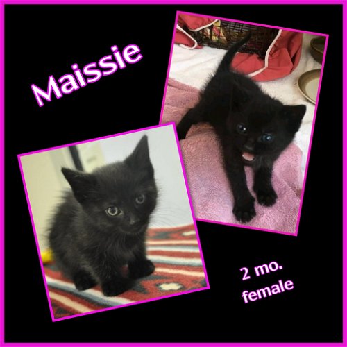Maissie