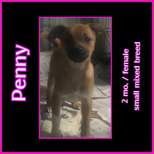 Penny
