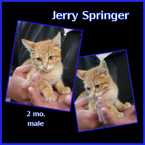 Jerry Springer