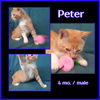 Peter
